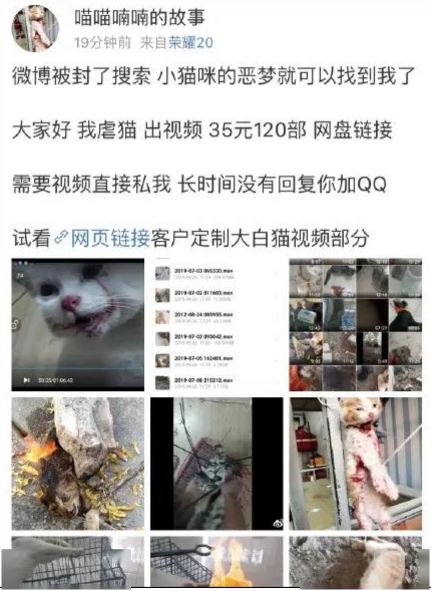 别以为解决了范源庆虐猫事件就不会发生了.