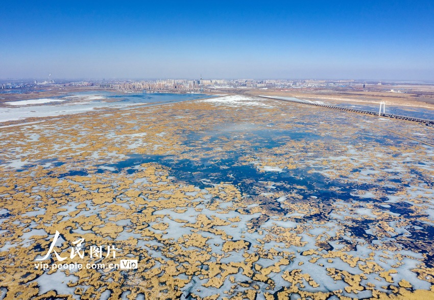 航拍大庆龙凤湿地景美如画