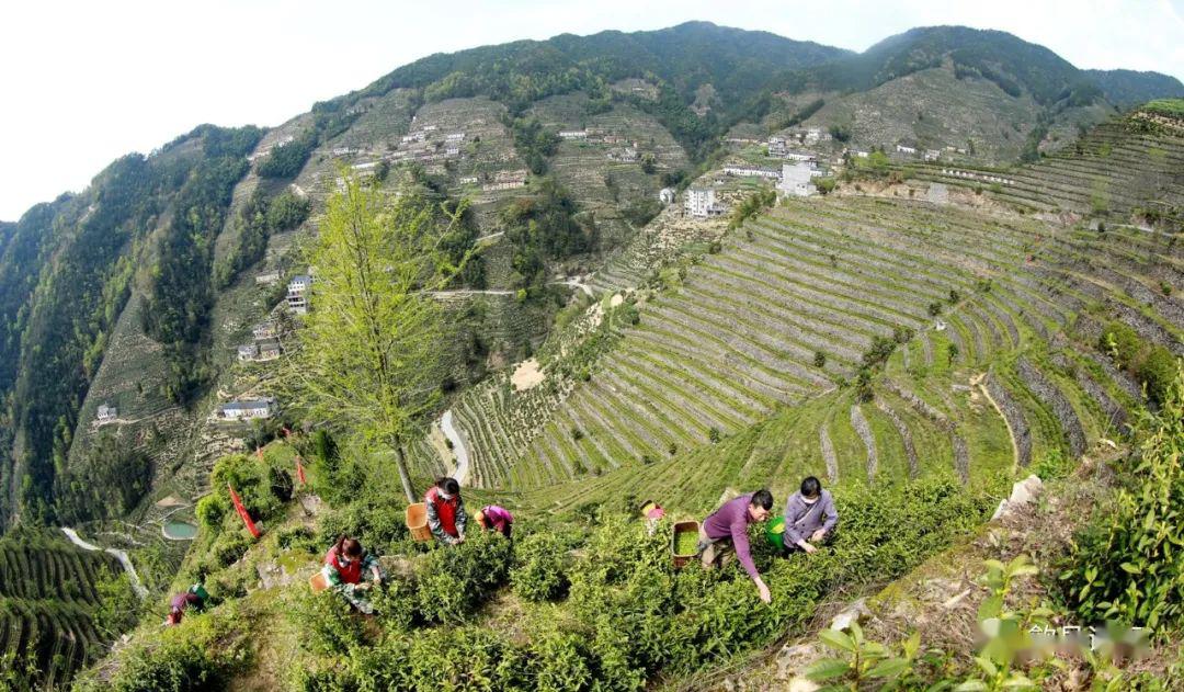 4月10日,歙县璜田乡在蜈蚣岭村举办白茶开园节,苏州源丰积茶业有限