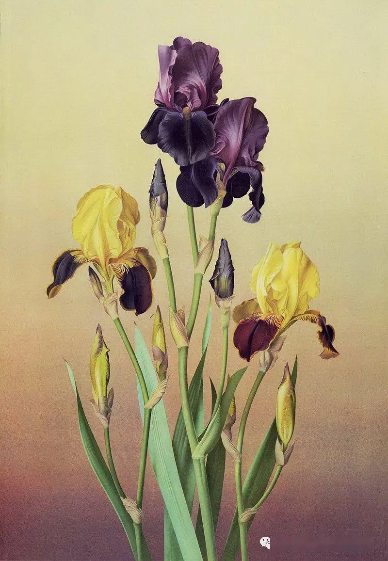 大众艺术网精致诗意的静物花卉澳大利亚画家保罗琼斯pauljones绘画