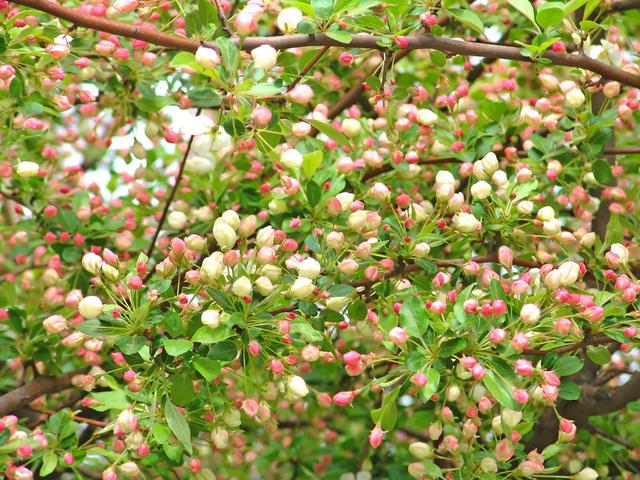 果树春季开花很正常为什么有人要让果树推迟花期保护果树花芽