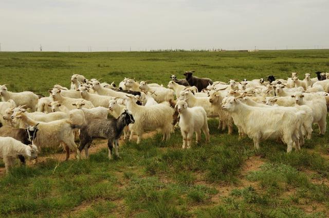 古人|古人有多爱吃羊肉？