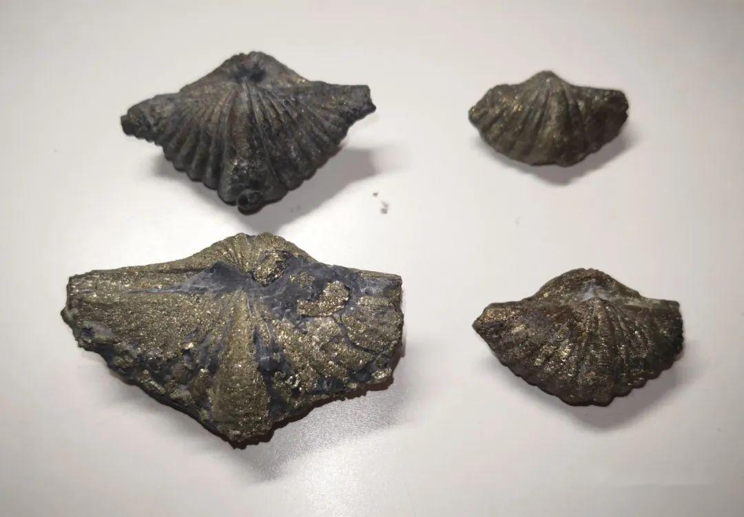 广西泥盆纪地层产出了大量的以石燕贝为代表的腕足类化石,一般的种类