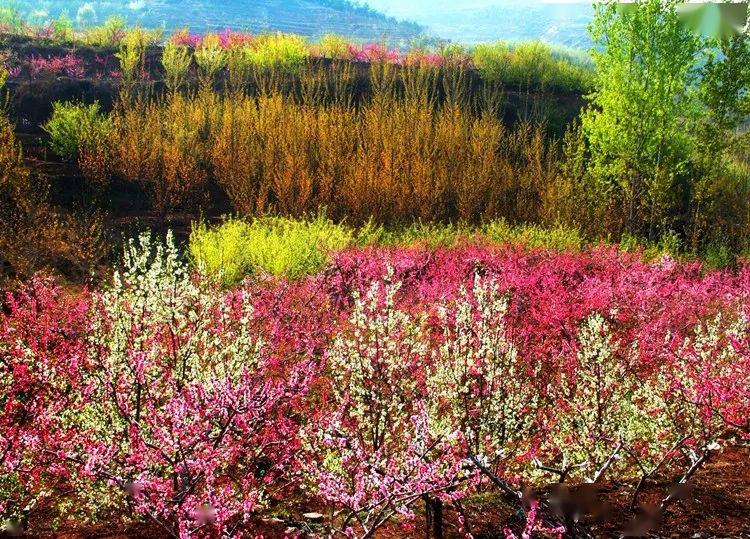 岱崮地貌第十五届桃花节 |登崮上草原 观桃花美景