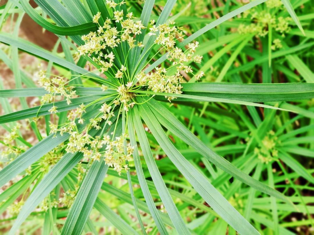 风车草