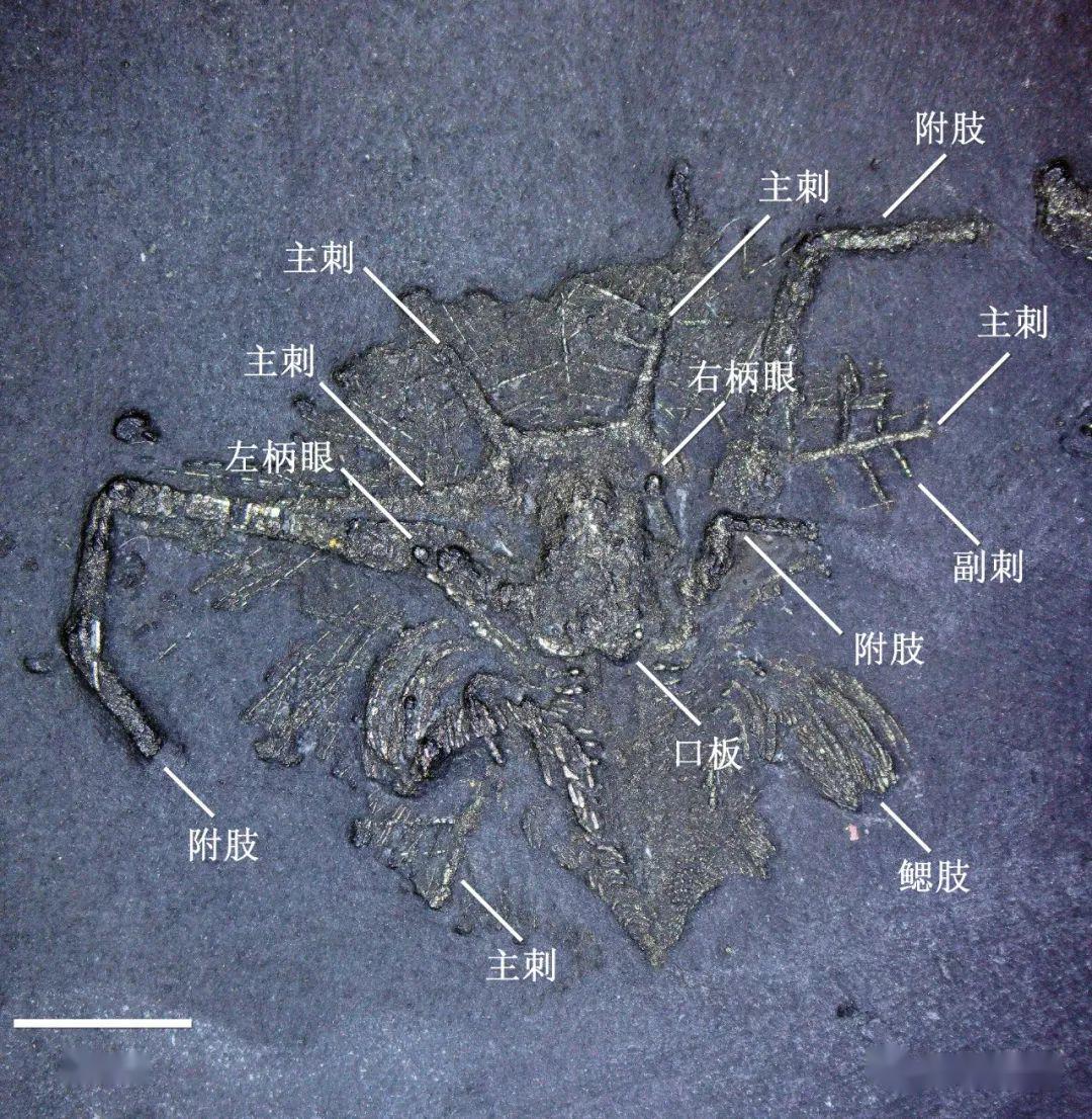 神秘的节肢动物马尔拉虫类化石mimetaster hexagonalis成年体标本,有