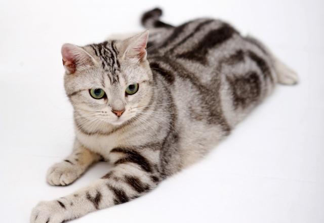 怎么看小猫是公还是母 7ea7586f817542cb8241b63beeed89ee.jpeg