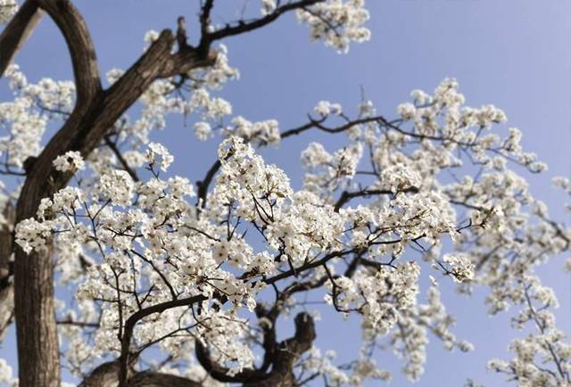 兰州什川万亩梨花惹人醉赏花踏春正当时