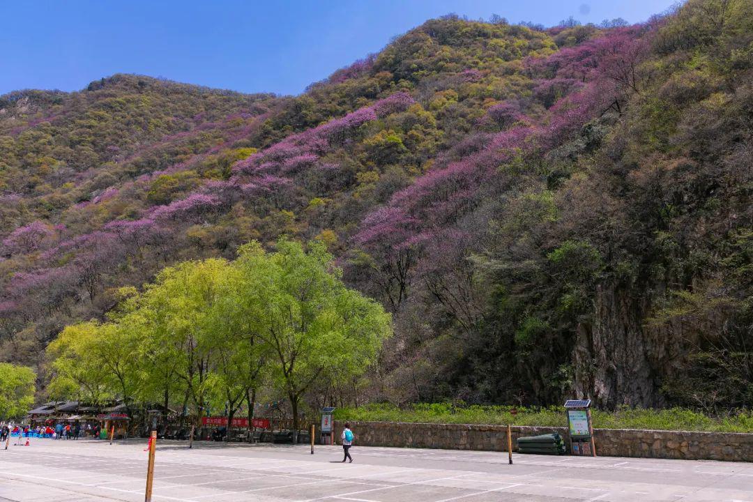 这是一场紫荆花之约