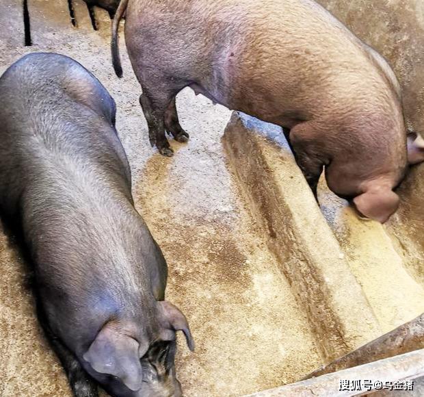 八个月龄涨到四百斤均重的体重指标博根乌金猪(pd良种) 乌金猪与杂交