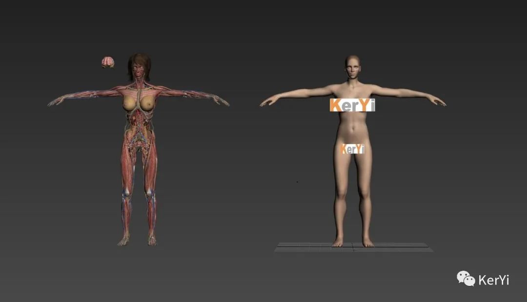 人体及器官三维模型3dmax设计文件