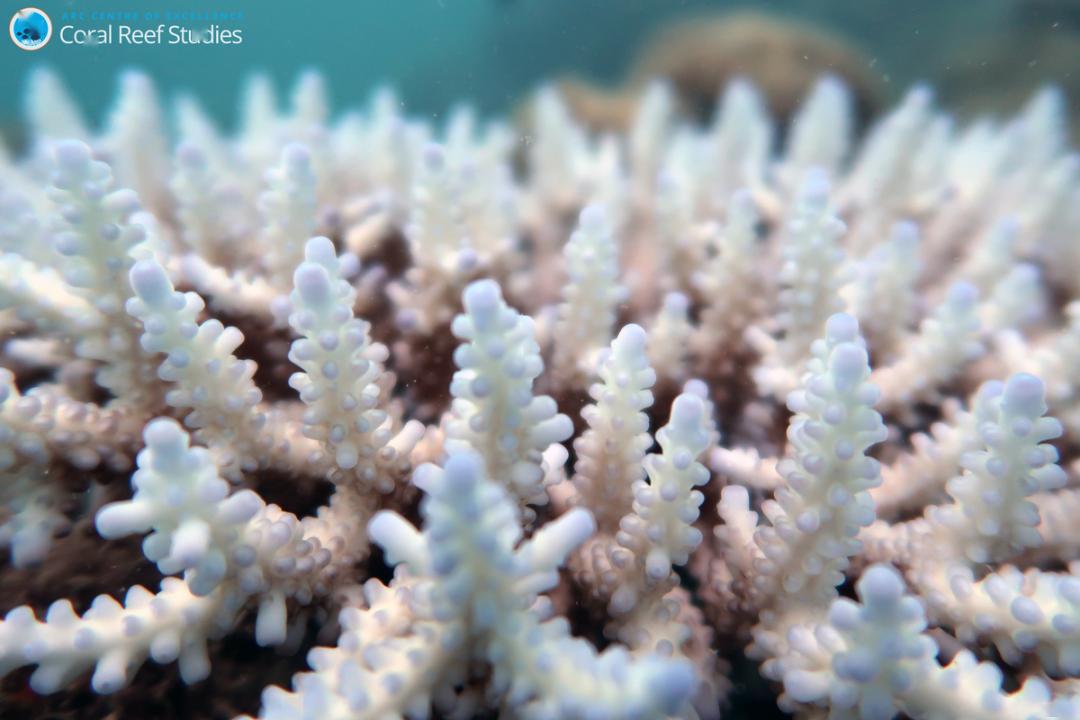 coral reef,livestock arc centre of excellence for coral reef studies