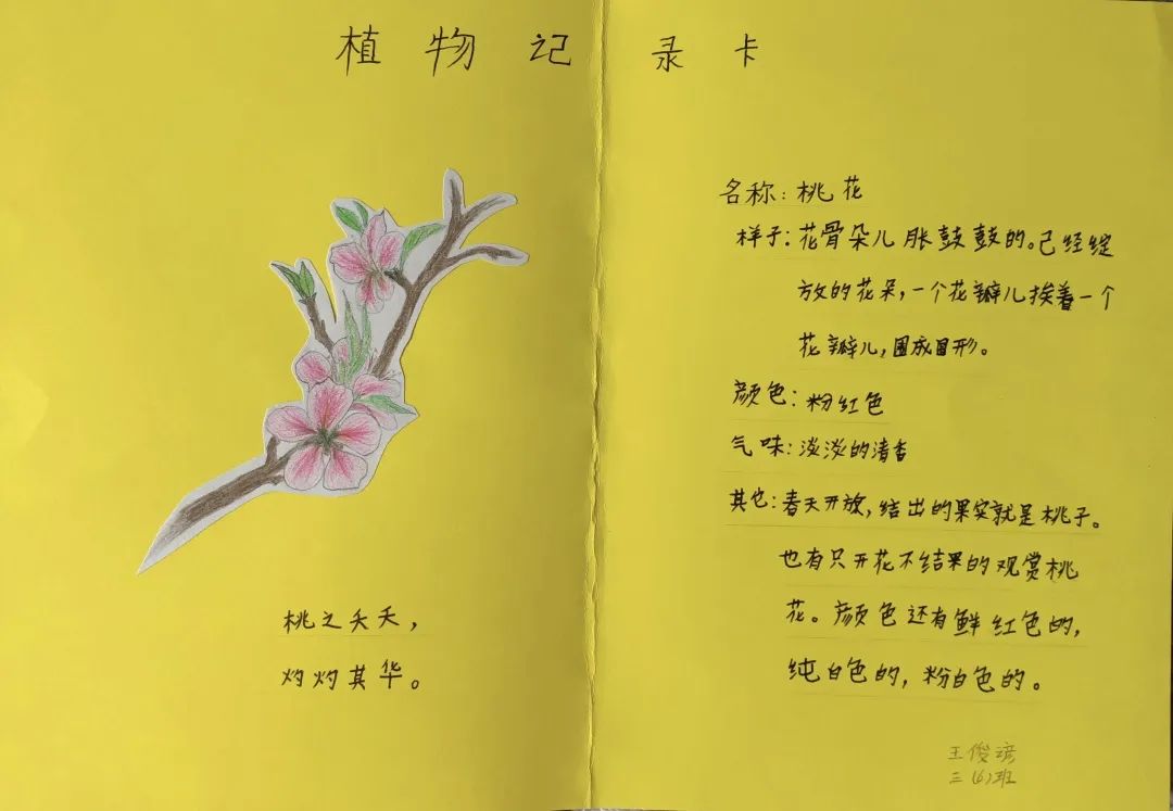 通过"记录春天",制作"观察记录卡"等,初步培养学生的观察能力.