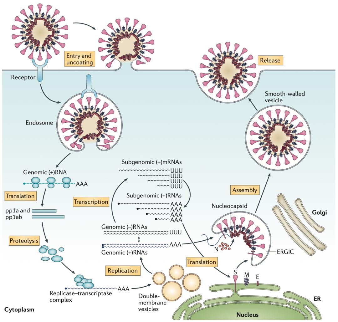 冠状病毒入侵细胞全过程(图源:10.1038/nrmicro.2016.81)