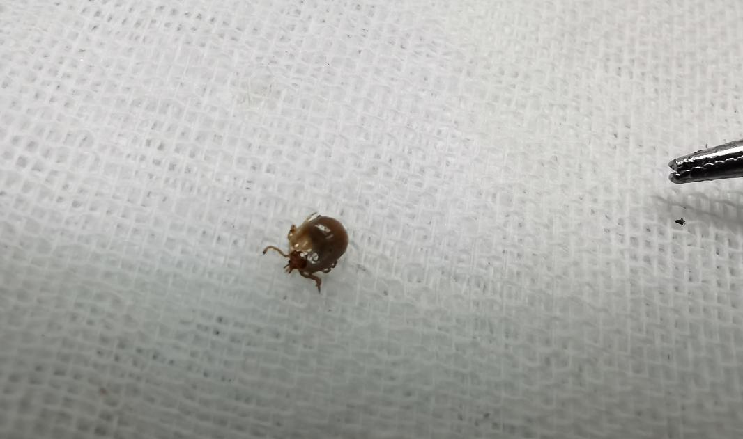 从亮亮头上取下的蜱虫