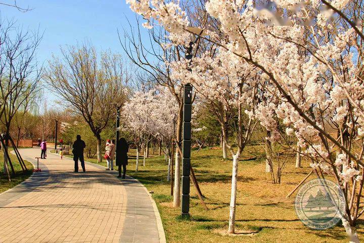 "京东第一樱花园"已到最佳赏花期,您还等什么?_宋庄