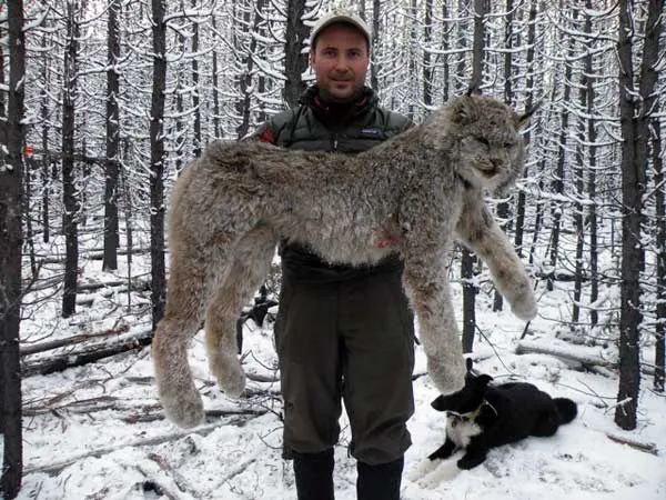 栖息地不断丧失,这种猫科动物向人发出预警_猞猁