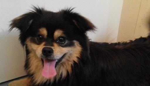 狗狗怎么看是不是纯种 d2d99caebdc84d21b63aed1549fc72eb.jpeg