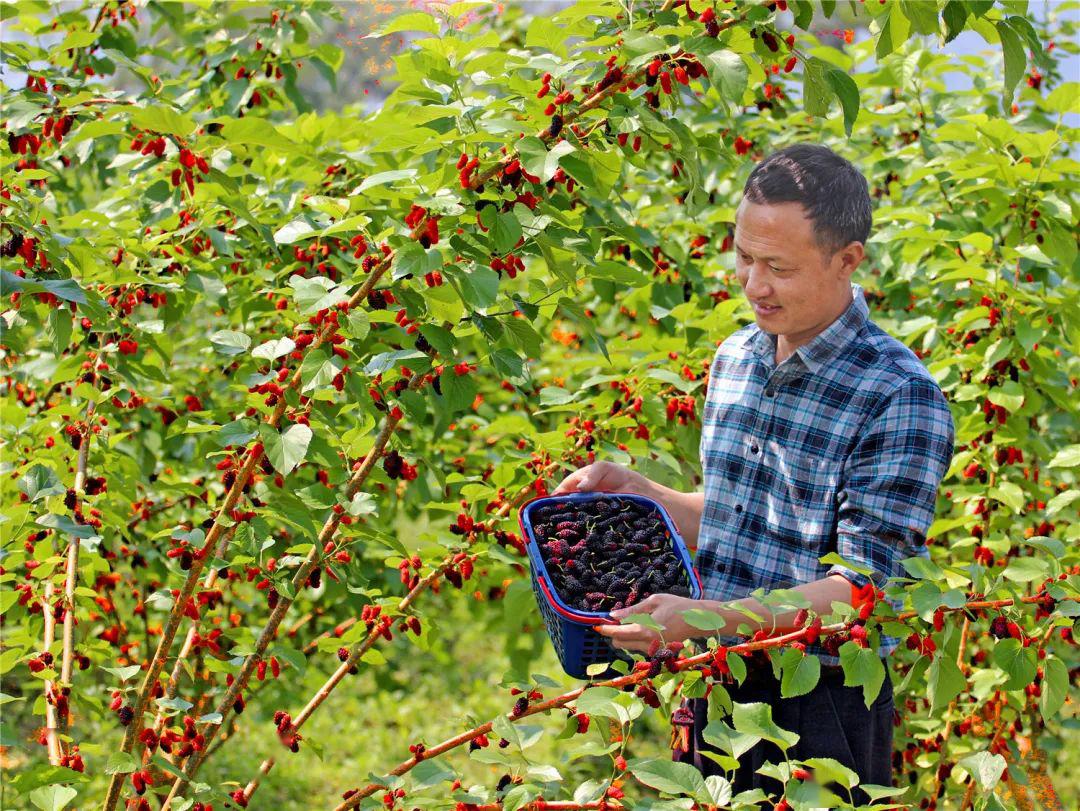 桑椹又被称为民间圣果六塘这家果园桑果红彤彤