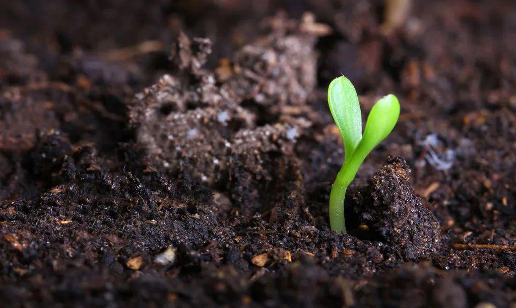 "泥土的芬芳",或者说"土腥味",它来源于土壤微生物产生的化学物质