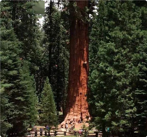 全球最大的树:它的木材够盖40多栋房子