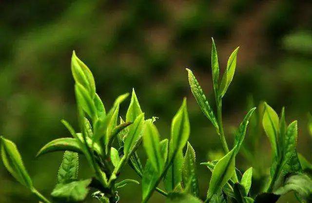 烹茶是连接制茶和品饮的关键环节,好茶需要精妙的烹茶技艺才会带来品