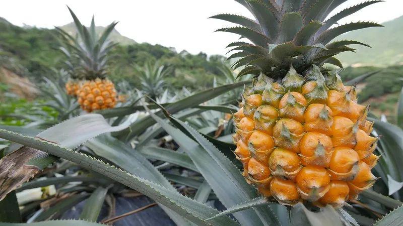 神湾镇沙岗村:神湾菠萝 万里飘香