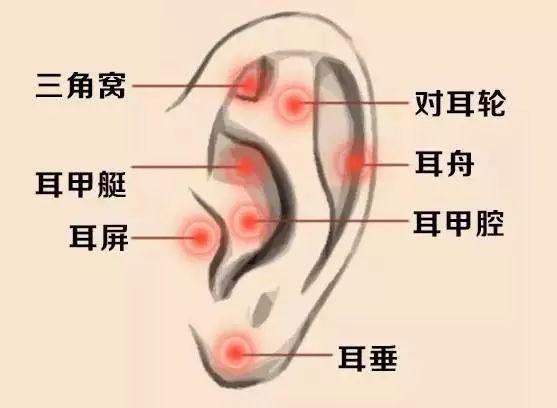 在我们小小的耳朵上,分布着93个穴位,身体有病变时,往往会在耳朵相应