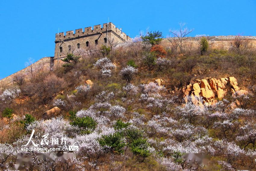 北京八达岭长城山花烂漫