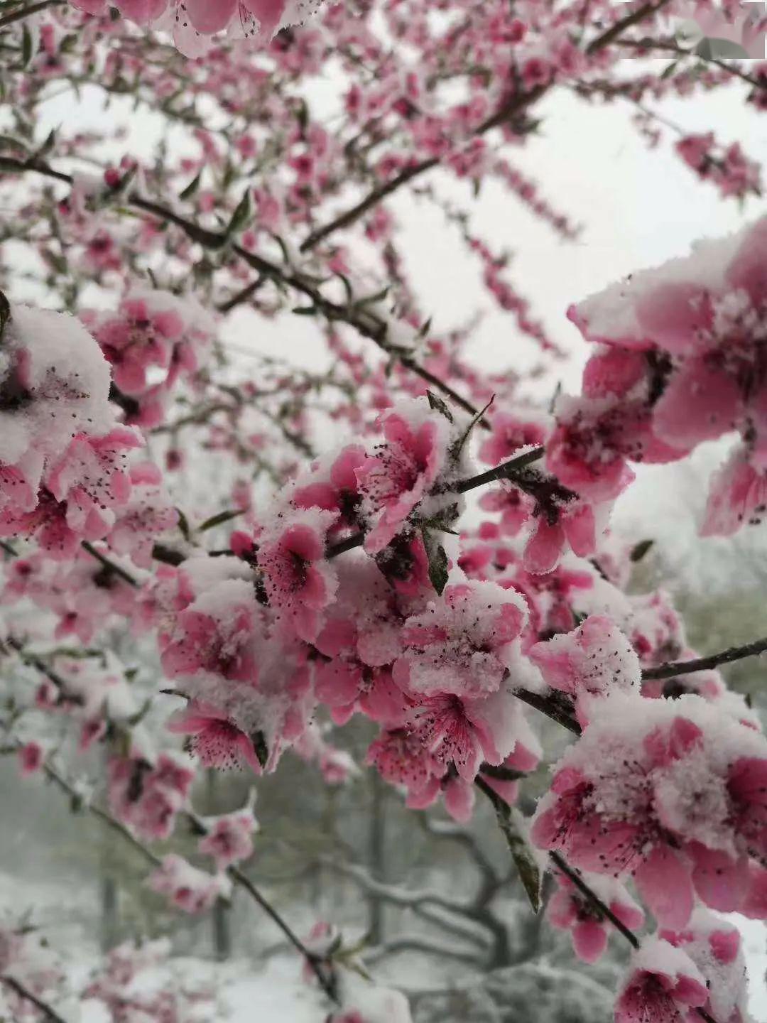 四月的"桃花雪"漂亮!