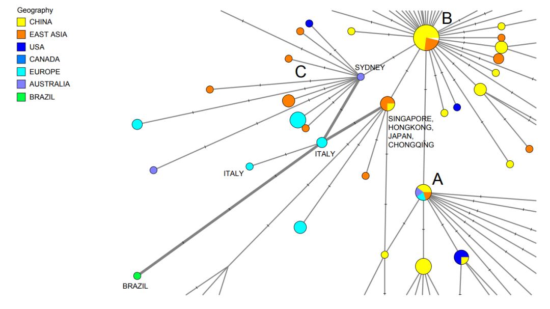 pnas 研究发现新冠病毒已突变,祖先毒株美 澳分布最多,中国更多是其衍生变异型