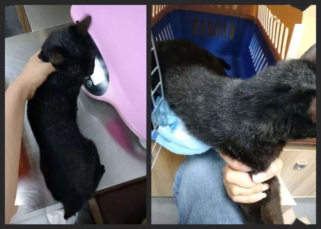 多少斤才可以绝育 081c3b88a726445986fec72612e72741.jpeg