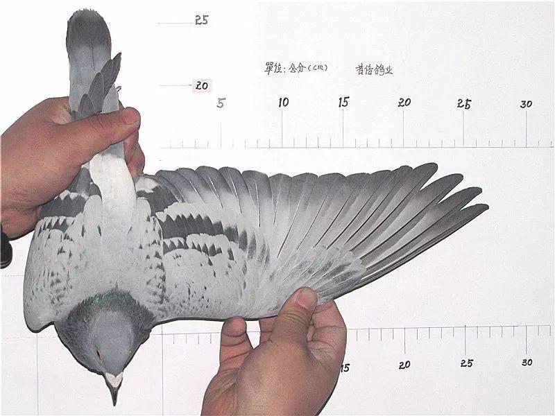 翅膀对赛鸽速度影响有多大