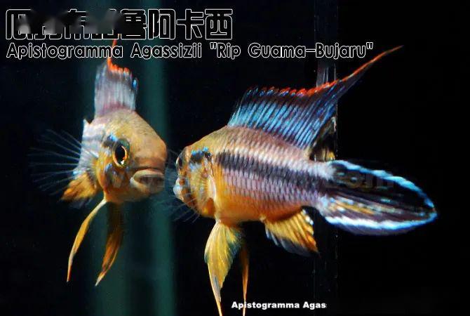 龙纹短鲷的习性_阿卡西短鲷品种介绍_阿卡西短鲷饲养方法