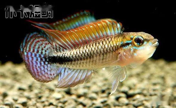 龙纹短鲷的习性_阿卡西短鲷品种介绍_阿卡西短鲷饲养方法