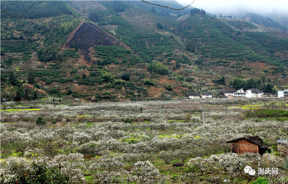 岭南花世界五岭山脉--广东粤北山区韶关乐昌九峰.