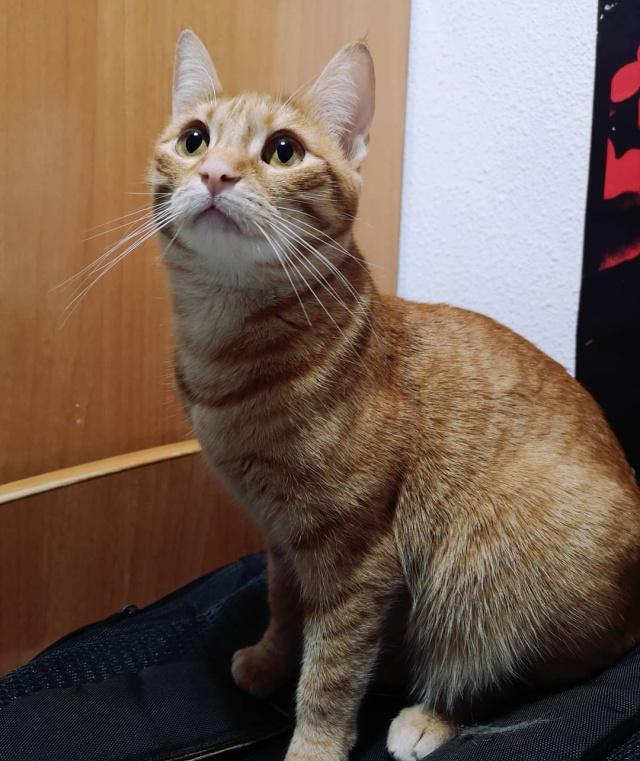 15a5c3c3111540cea986b488ccdf1ebe.jpeg