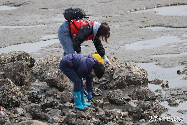 青岛胶州湾白泥地公园赶海