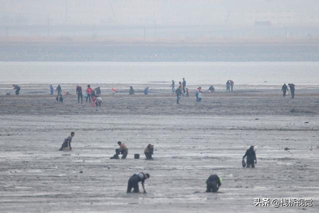 青岛胶州湾白泥地公园赶海