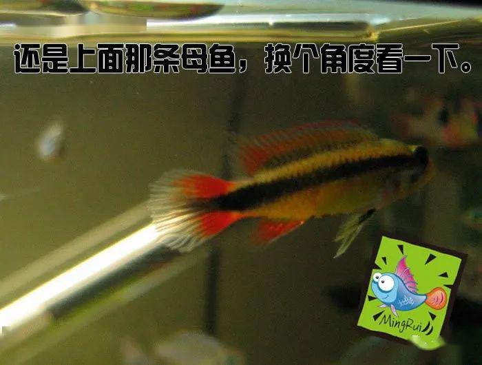 龙纹短鲷的习性_阿卡西短鲷品种介绍_阿卡西短鲷饲养方法