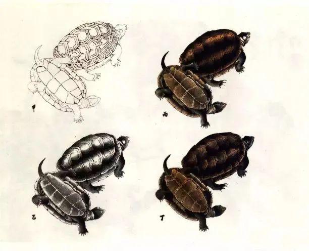 染墨时要表现出龟甲的凹凸和明暗层次.  4.