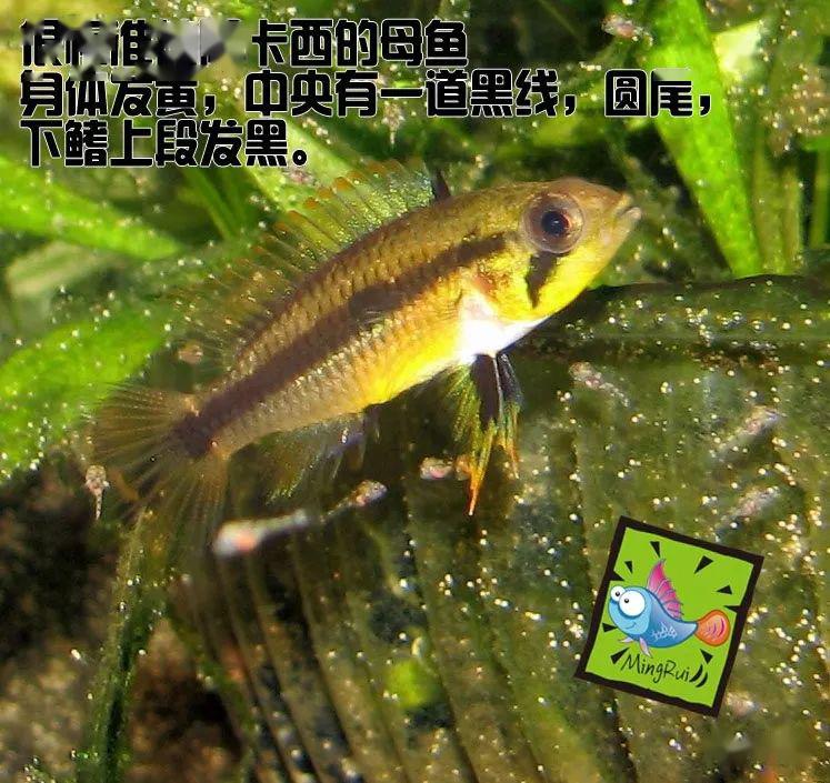 龙纹短鲷的习性_阿卡西短鲷饲养方法_阿卡西短鲷品种介绍