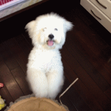 宠物猫狗上线萌翻全场你喜欢哪一种
