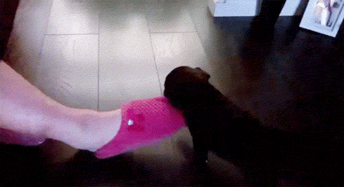 500_272gif 动态图 动图