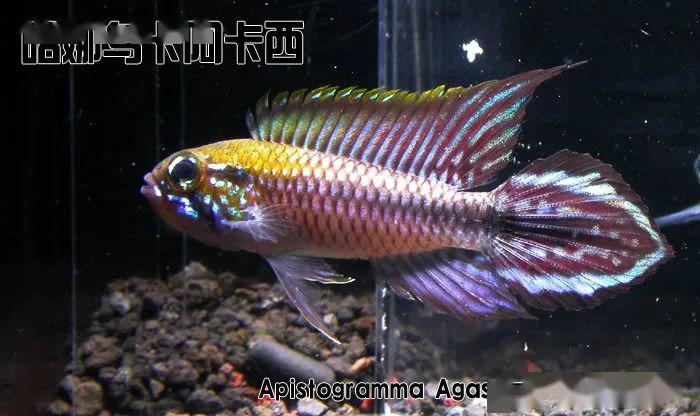 阿卡西短鲷饲养方法_阿卡西短鲷品种介绍_龙纹短鲷的习性