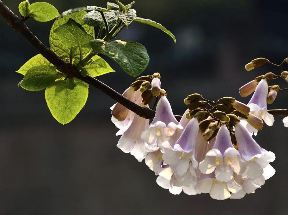 赏花| 四月天,泡桐树开出粉紫色的泡桐花