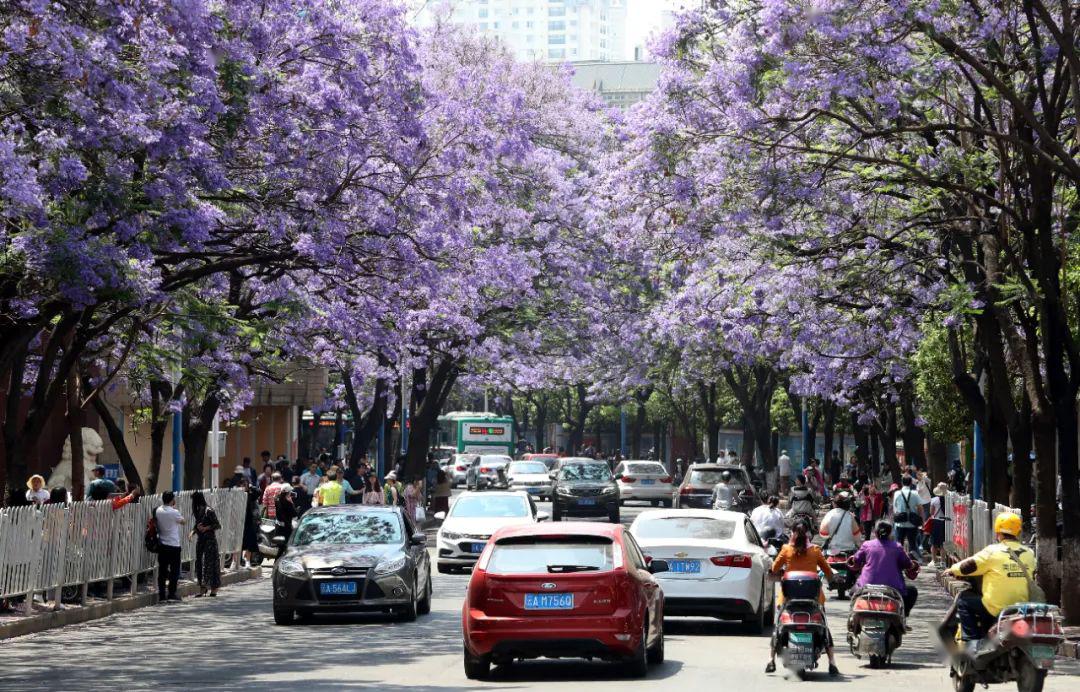 昆明这条蓝花楹"网红街",4月底改造完成!