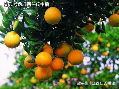 树是怎么吸收水分的 2c16290fd4d74a54937903a67a6c744d.jpeg