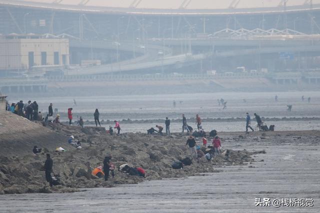 青岛胶州湾白泥地公园赶海