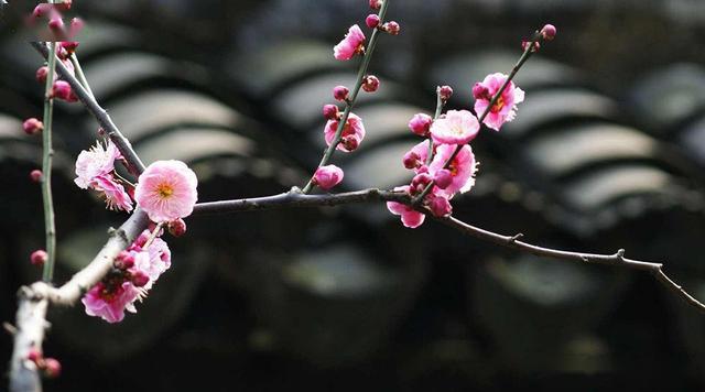 南北朝鲍照《玩月城西门廨中》古诗欣赏及解析 涨知识